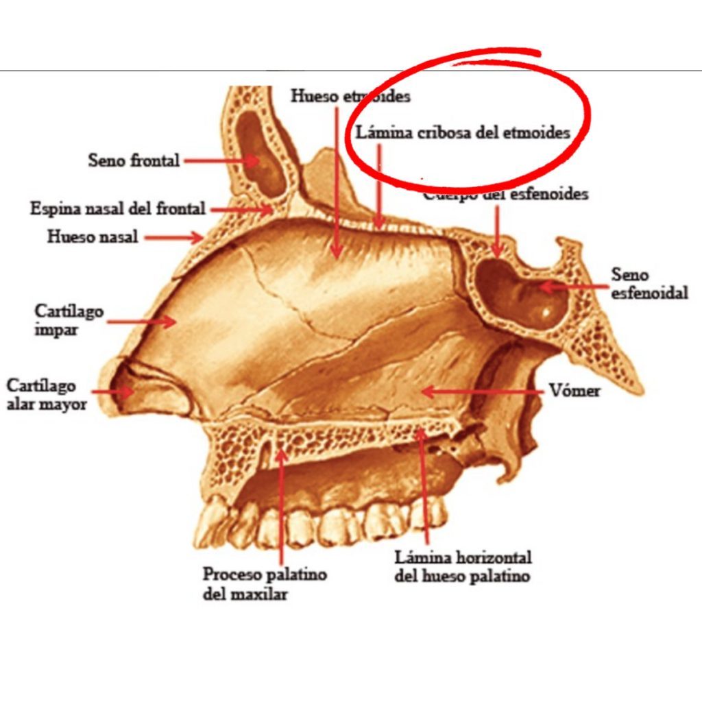 La Prueba PCR No Provoca La P rdida De L quido Cerebral Bolivia Verifica